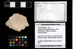 Foto (Objekt + Etikett) von Goniodromites bidentatus (Reuss, 1858)  (NHMW-GEO-2014-0194-0200)